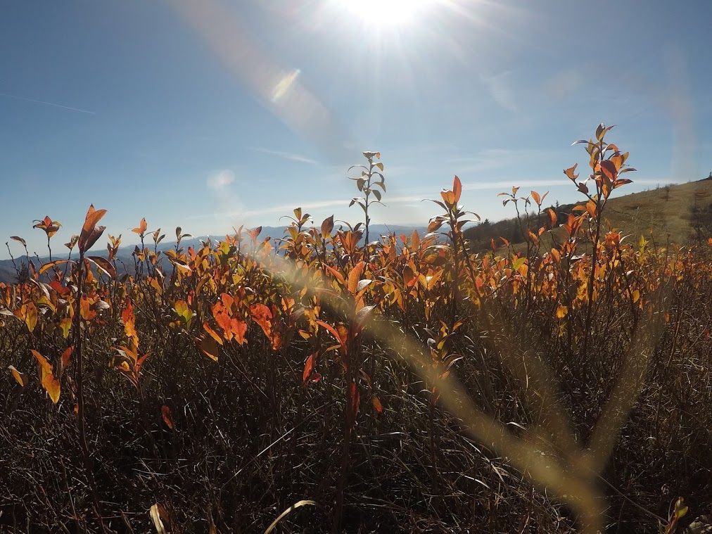 Fall colors near Asheville 